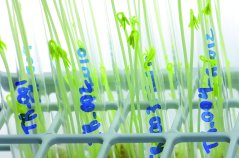 Plant Biotechnology Wageningen University