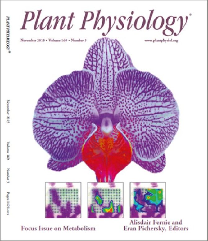 Metabolite maps of living plant tissues with imaging mass spectrometry