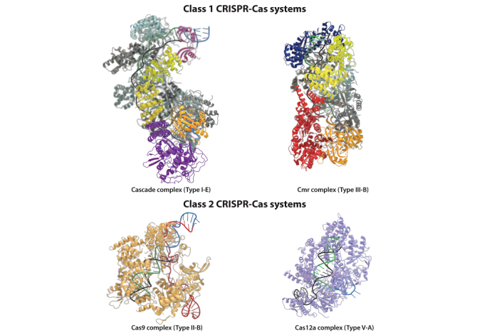Unravelling the mechanistic roles of CRISPR nucleases  