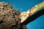 Sclerotium rolfsii causing damage to roots and stem of tomato plants. The plant cannot longer transport water to the above ground parts, causing wilt and production losses.