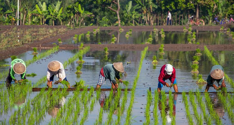 Much research of Wageningen University & Research is connected with the Sustainable Development Goals (SDG)