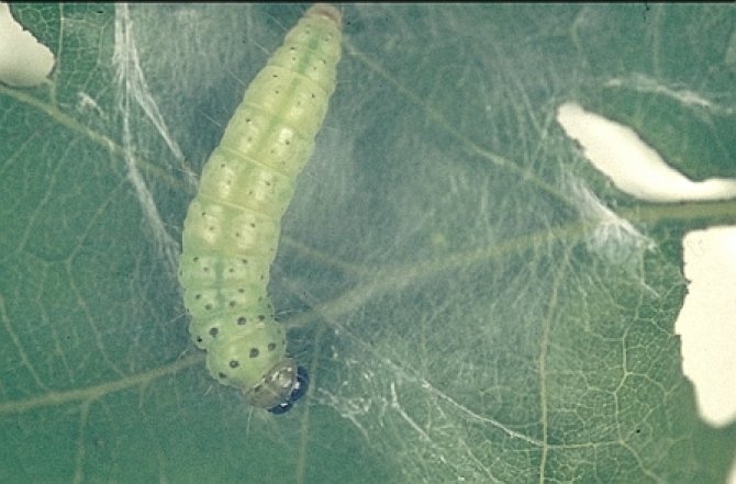 Groene eikenbladroller Tortrix viridana - groenige beweeglijke rups met zwarte kop, tot 18 mm lang.