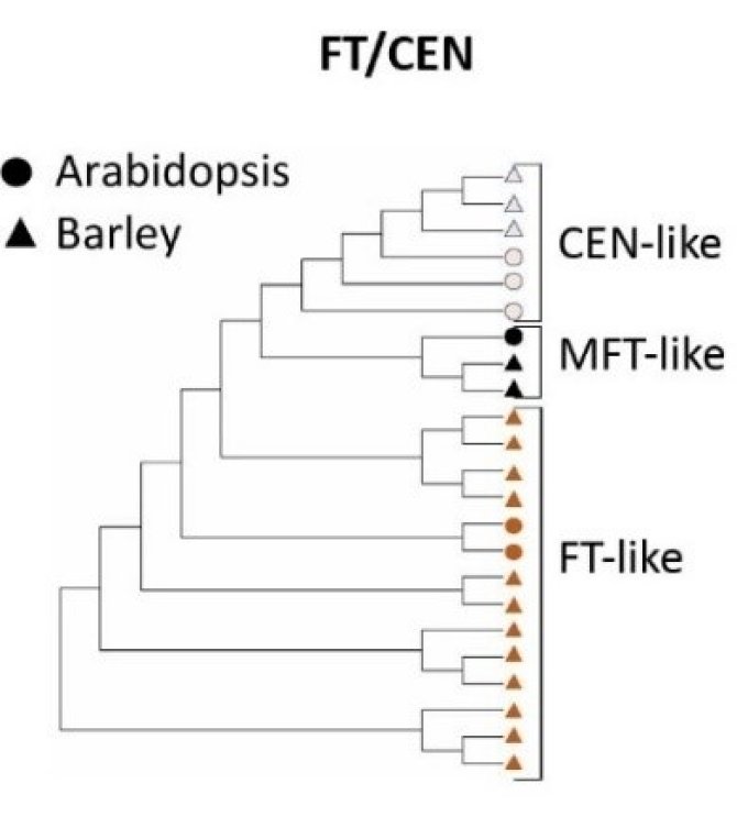 Figure 1. The FT/CEN-like, regulatory FD TF and interacting TCP TF family members in barley and Arabidopsis. These gene families are highly diverse and have more members in barley when compared to the plant dicot model Arabidopsis. FT/CEN are members of the plant phosphatidylethanolamine binding protein (PEBP) family, which is divided into three main clades, FLOWERING LOCUS T (FT)-like, TERMINAL FLOWER1 (TFL1)-like, and MFT-like.