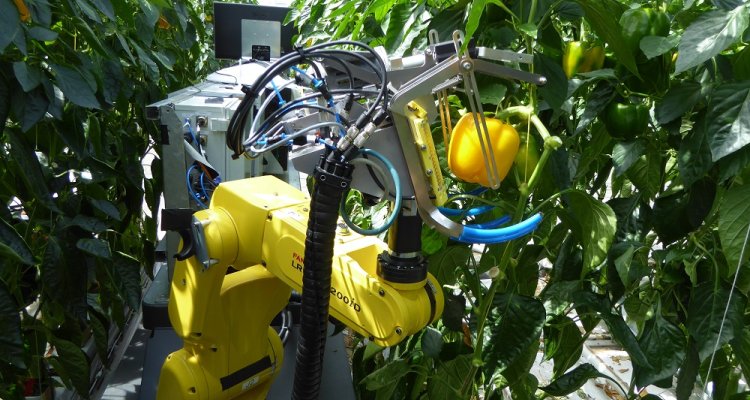 Sweet Pepper Harvesting Robot Project Sweeper Close To The Finish Line