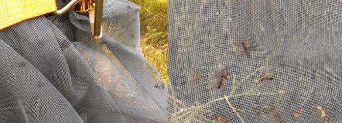 Links sluipvliegen uit grondnesten en rechts losgelaten sluipwespen uit grondnesten (Bron: Silvia Hellingman)