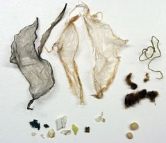 Stomach contents of Fulmar (No NET-2008-002): 27 pieces of plastic, weight 0.2 grams