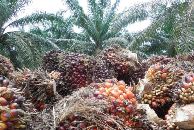 Palmolieplantage in Indonesië (Foto: Maja Slingerland, WUR)