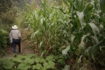 Maize is a staple crop that sustains livelihoods and shapes the territory