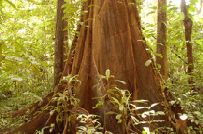 Satellieten houden een oog op illegale houtkap in tropische regenwouden. (beeld: ESA)