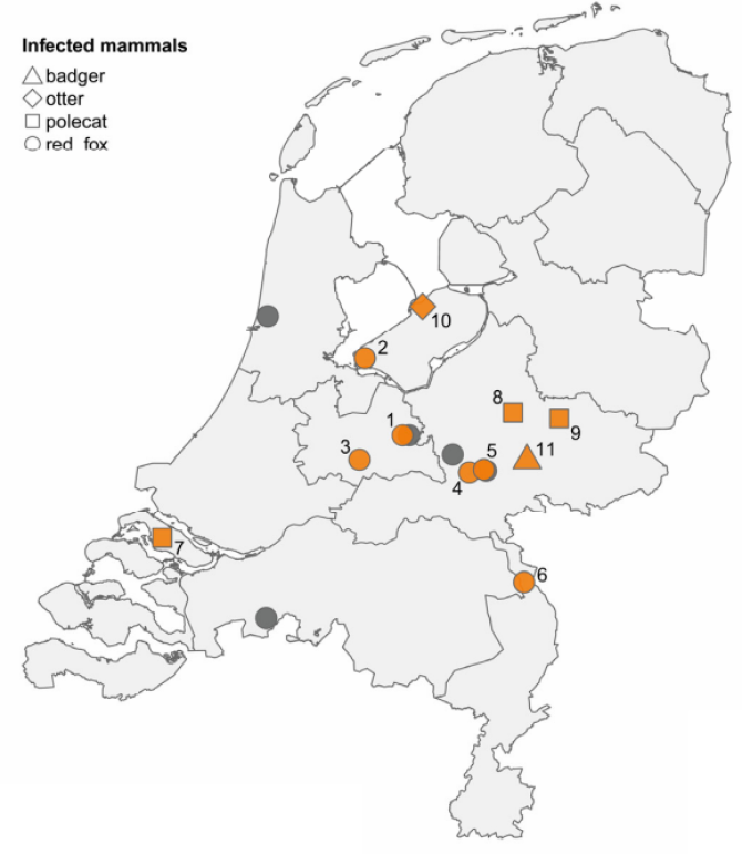 Overview of sites of H5N1-infected mammals in the Netherlands (Pathogens, vol.12, issue 2)