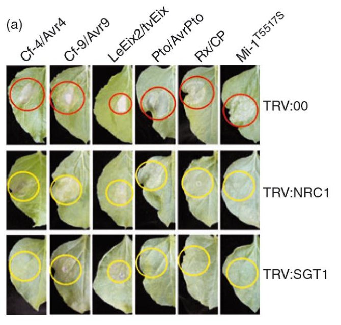 NRC1 from tomato is an NB-LRR protein that acts downstream of multiple intracellularly localized NB-LRRs and extracellular receptor-like proteins (RLPs). Virus-induced gene silencing (VIGS) of NRC1 in Nicotiana benthamiana compromises the HR induced by different R/Avr gene pairs and by a constitutively active form of Mi-1 (Mi-1T557S). Red circles: HR; yellow circles: compromised HR. Silencing of the co-chaperone SGT1 was used as a positive control.   