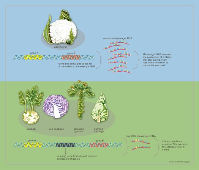 Genetic variation of cabbages. Illustration: Wilma Slegers