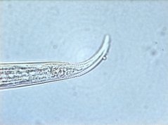 Wilsonema otophorum: female tail with anal opening 