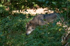 In 2018 tot nu toe tien verschillende wolven vastgesteld in Nederland, waarvan zes wijfjes