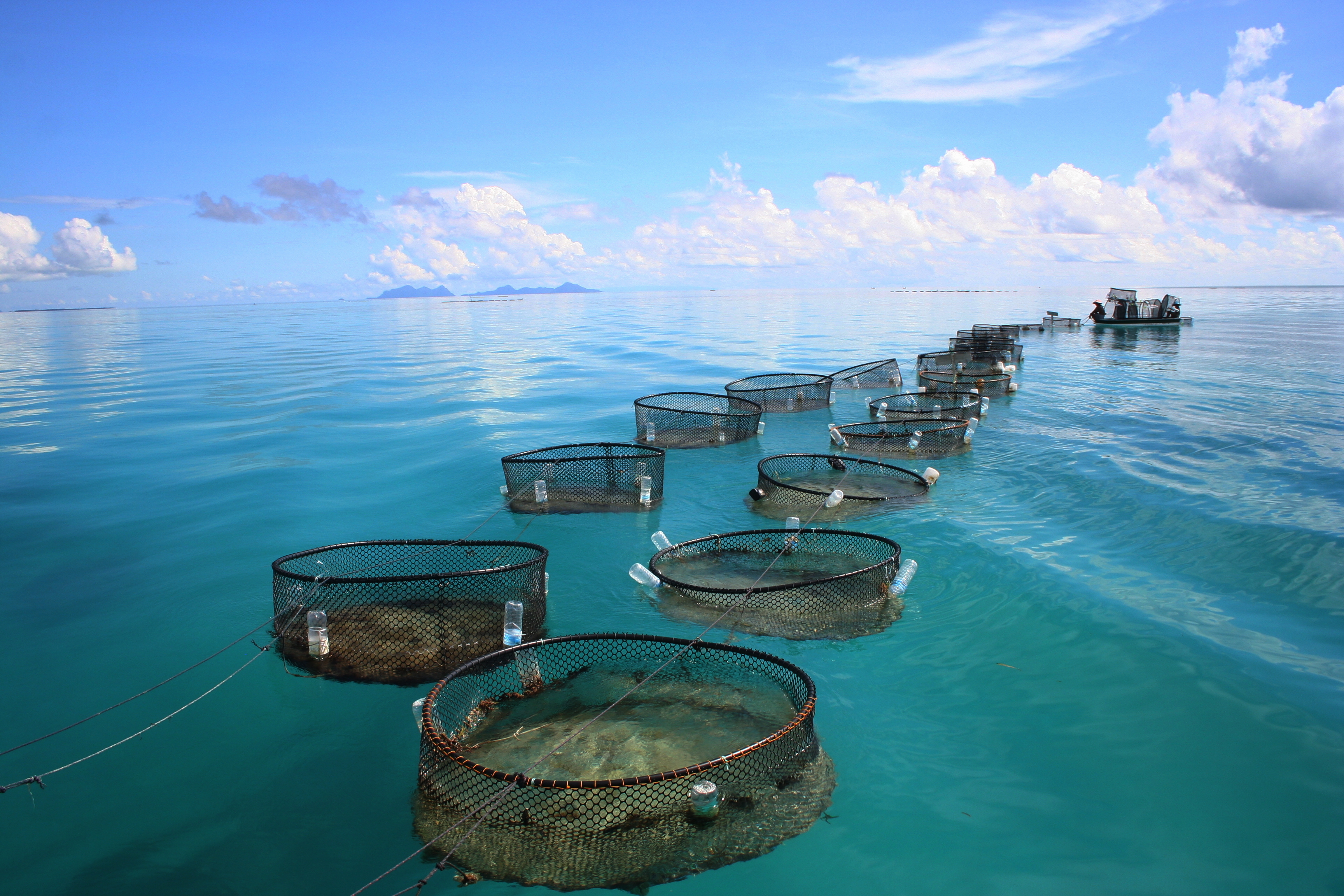 Fish Farming.jpg