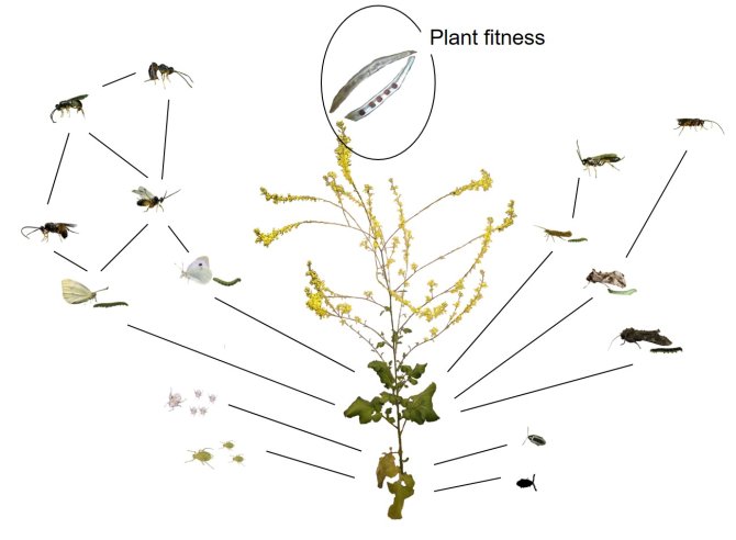 How do plants defend themselves against multiple attacks from herbivores?
