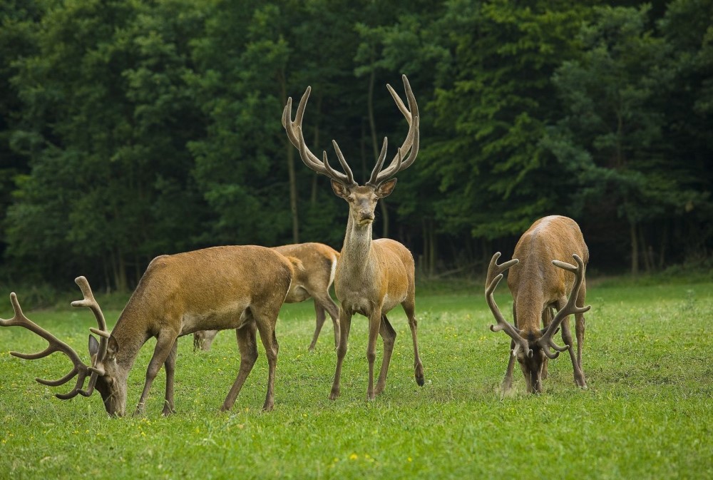 Computers can autonomously identify video images of, for example, red deer, eliminating the need for volunteers to do this job. Image: Shutterstock