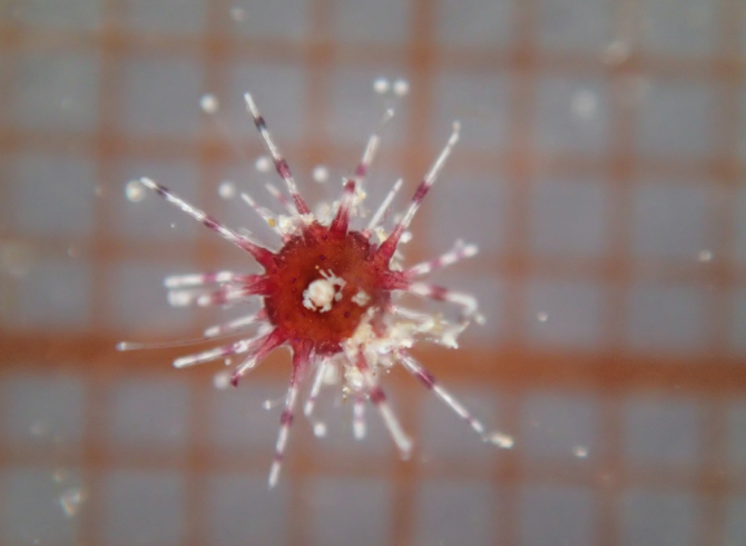 Juvenile sea urchin. Photo: A. Hylkema.