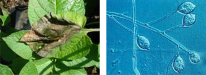 left) Infected potato leaf and right) Phytophtora Infestans.