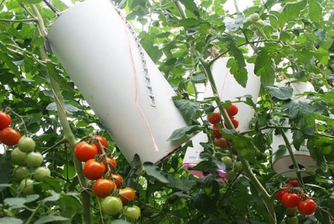 Foto: Modelsysteem om het vitamine C-gehalte in tomaat tijdens de teelt te verhogen.
