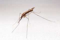 Figure 2: Anopheles sp. malaria mosquito. Public domain image by Alex Wild, Insects Unlocked project at the University of Texas at Austin 