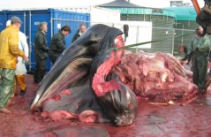 Remains of Humpback Johanna, after dissection on Texel