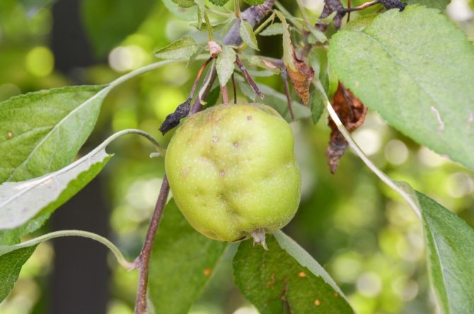 Apple with damage caused by stink bugs (Photo: Tim Haye)