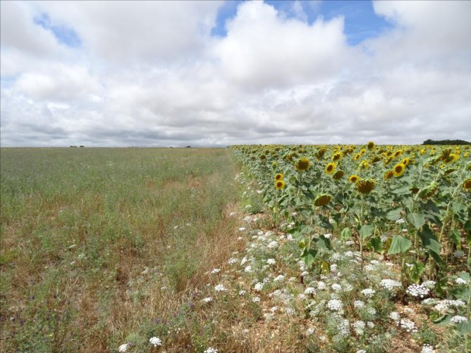 One of the research sites in southwest France. Photo: Isabelle Badenhausser