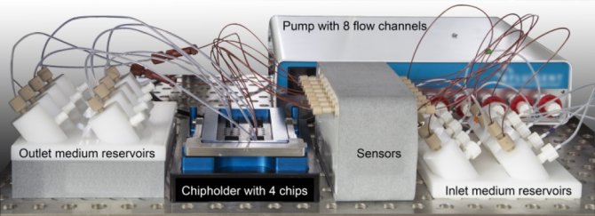 From the right-hand side a fluid flows to the organoids on the chips. Sensors measure and determine with great precision how much flows past the cells. This resembles food moving through the colon. The cells can take up substances and secrete them to the throughflow (to the left). Photo: Meike van der Zande