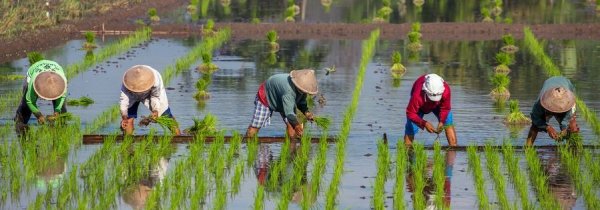 Master International Land and Water Management