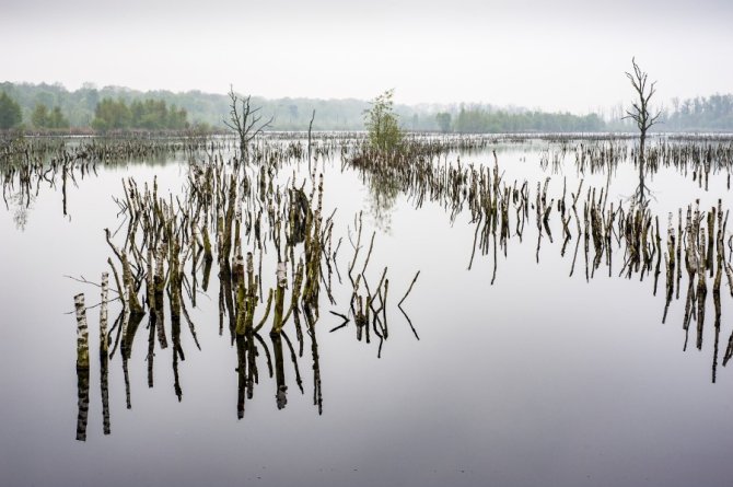 Large-scale rewetting project in the Mariapeel bog remnant in 2009. Photo: Henri Cormont