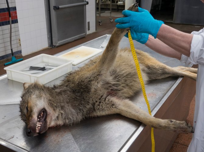 Onderzoekers Dennis Lammertsma meet enkele lichaamsmaten van de doodgereden wolf
