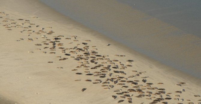 Voorbeeld van luchtfotos voor tellingen zeehonden. Foto: Sophie Brasseur (WUR)