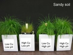 Cu-pH pot experiment in sandy soil