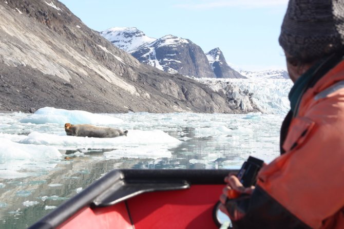 Seals depend on the sea ice edge that is melting at the North Pole.