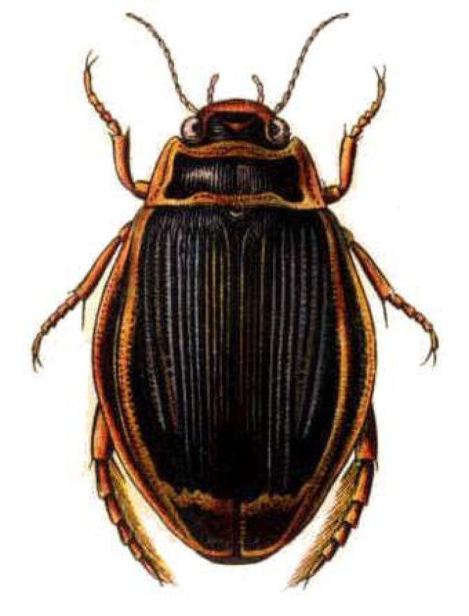 Illustration beetle by Edmund Reitter 1908
