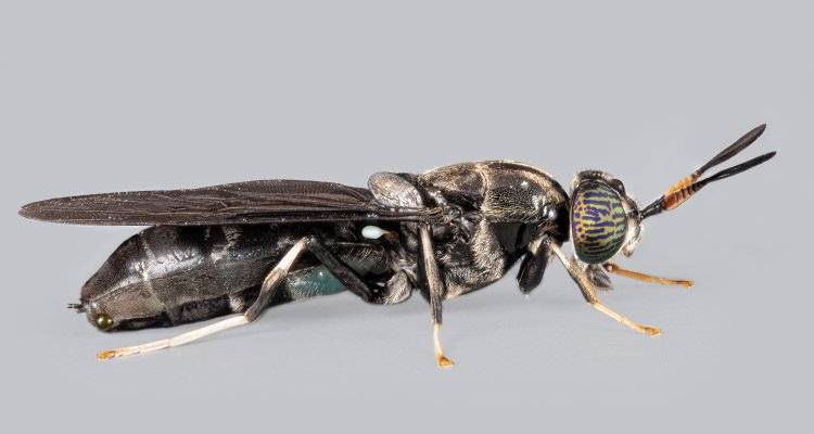 the black soldierfly, Hermetia illucens