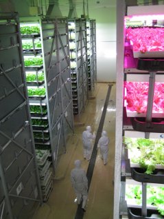 SKY HIGH: Vertical farming, a revolution in plant production