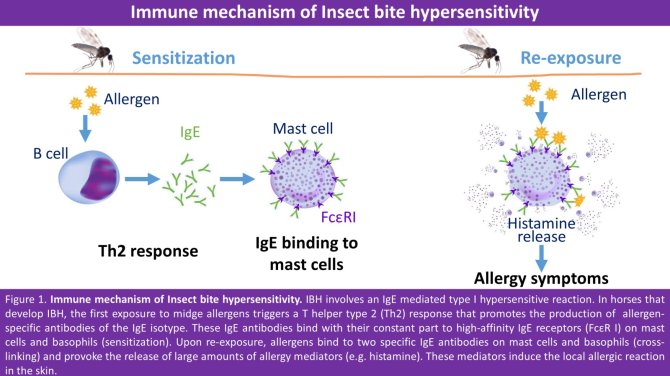 Background info- IBH immune mechanism.jpg