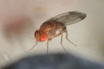 The size of the adult male of Drosophila Suzukii is approx. 3 mm.
