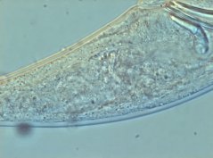 Epitobrilus steineri: 3 caudal glands present 