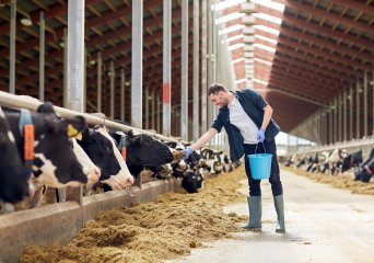 Wageningen Bioveterinary Research: research into animal diseases