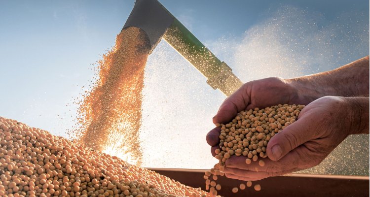 soy beans harvest