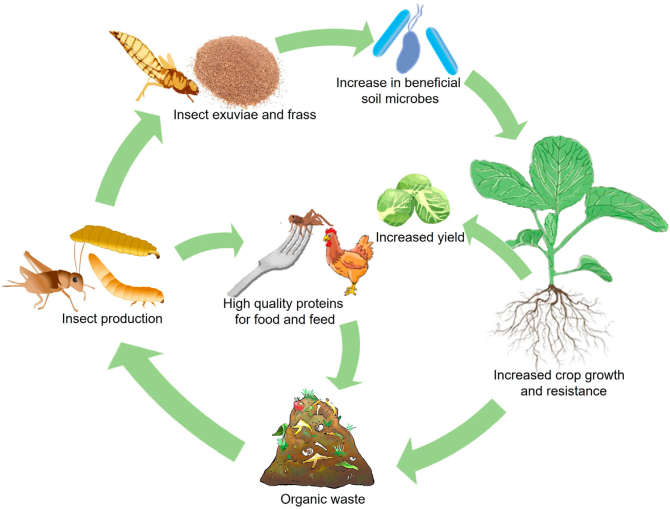 Insectenresten in een circulair voedingssysteem - Reststromen insectenkweek veelbelovende nieuwe schakel in kringloop
