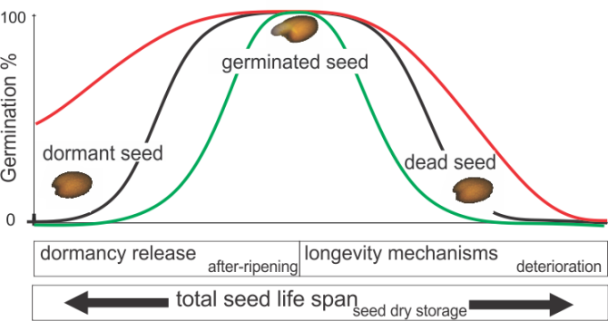 seed life span 3.png