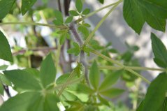 Cleome research