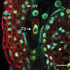 Figure 1. Visualization of Transcription in Zygotes with Expansion Microscopy. Expansion microscopy image of RNAPII Ser2P (yellow; indicates elongating RNAPII) with tubulin (red) and DAPI-stained nuclei (cyan). ov, ovule/seed tissue; zy, zygote. Scale bars represent 20 µm. 