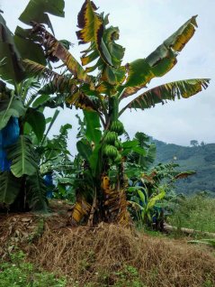 Path of Panama disease fungus established for the first time