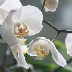orchid_2_cropped.jpg