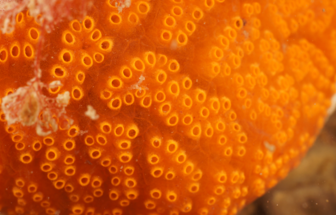 An invasive colony-building tunicate (Botrylloides violaceus). Photo: Dr. R. Nijland.